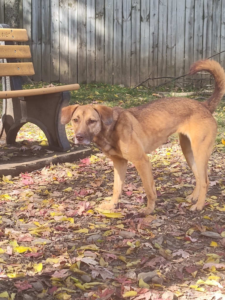 NOVA, an adoptable Labrador Retriever in Little Rock, AR, 72210 | Photo Image 4