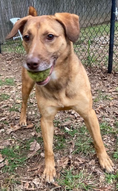 NOVA, an adoptable Labrador Retriever in Little Rock, AR, 72210 | Photo Image 4