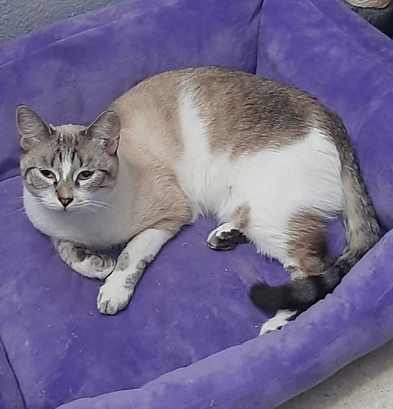 Charm, an adoptable Snowshoe, Siamese in San Antonio, TX, 78216 | Photo Image 1