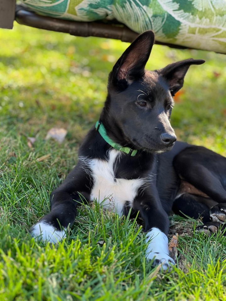 Maisey, an adoptable Labrador Retriever & Husky Mix in Rockville, MD_image-1
