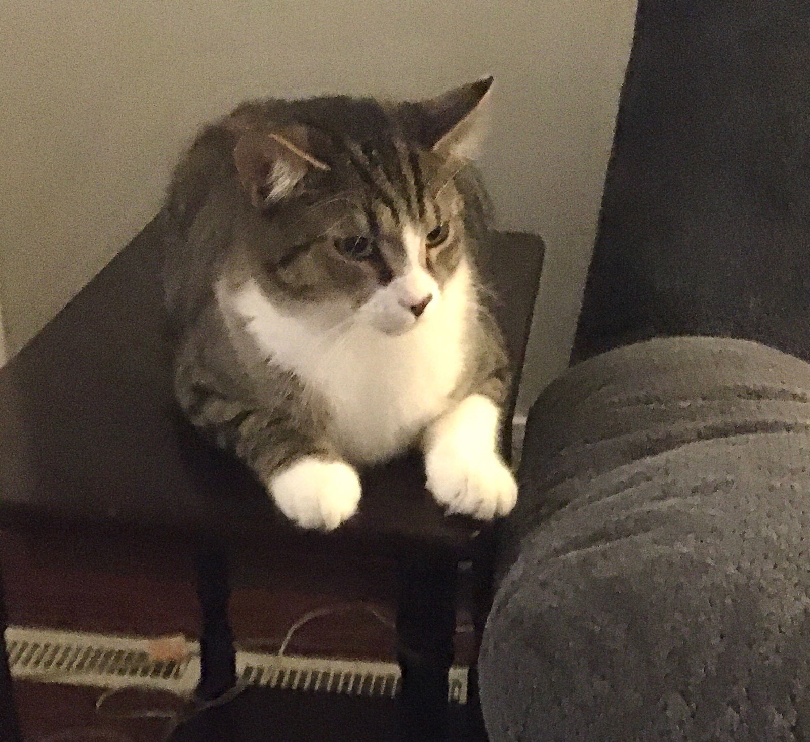 Bert, an adoptable Domestic Short Hair in Macedonia, OH, 44056 | Photo Image 2