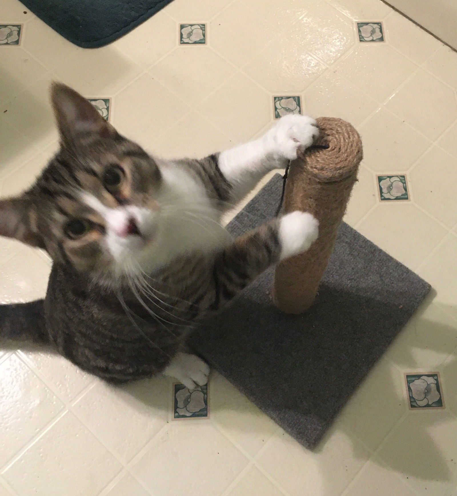 Bert, an adoptable Domestic Short Hair in Macedonia, OH, 44056 | Photo Image 3