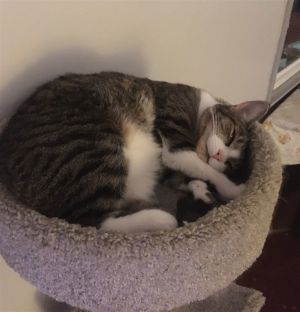 Grover, Young Male Domestic Short Hair