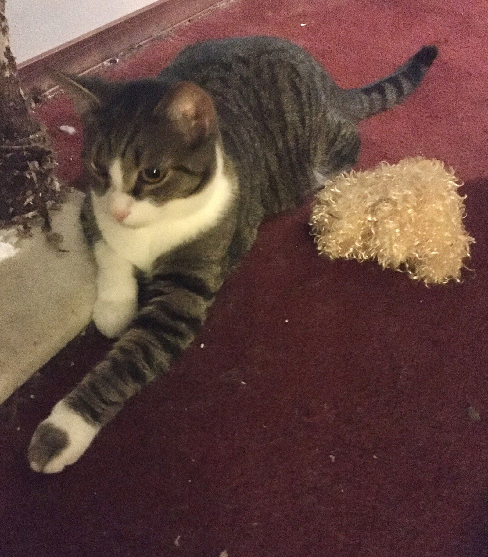 Grover, an adoptable Domestic Short Hair in Macedonia, OH, 44056 | Photo Image 2