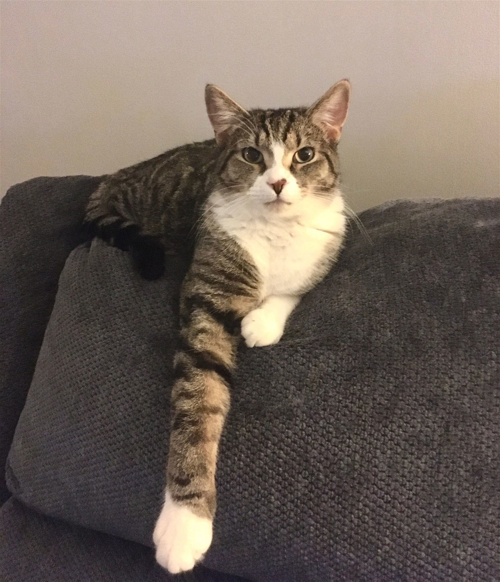 Grover, an adoptable Domestic Short Hair in Macedonia, OH, 44056 | Photo Image 3