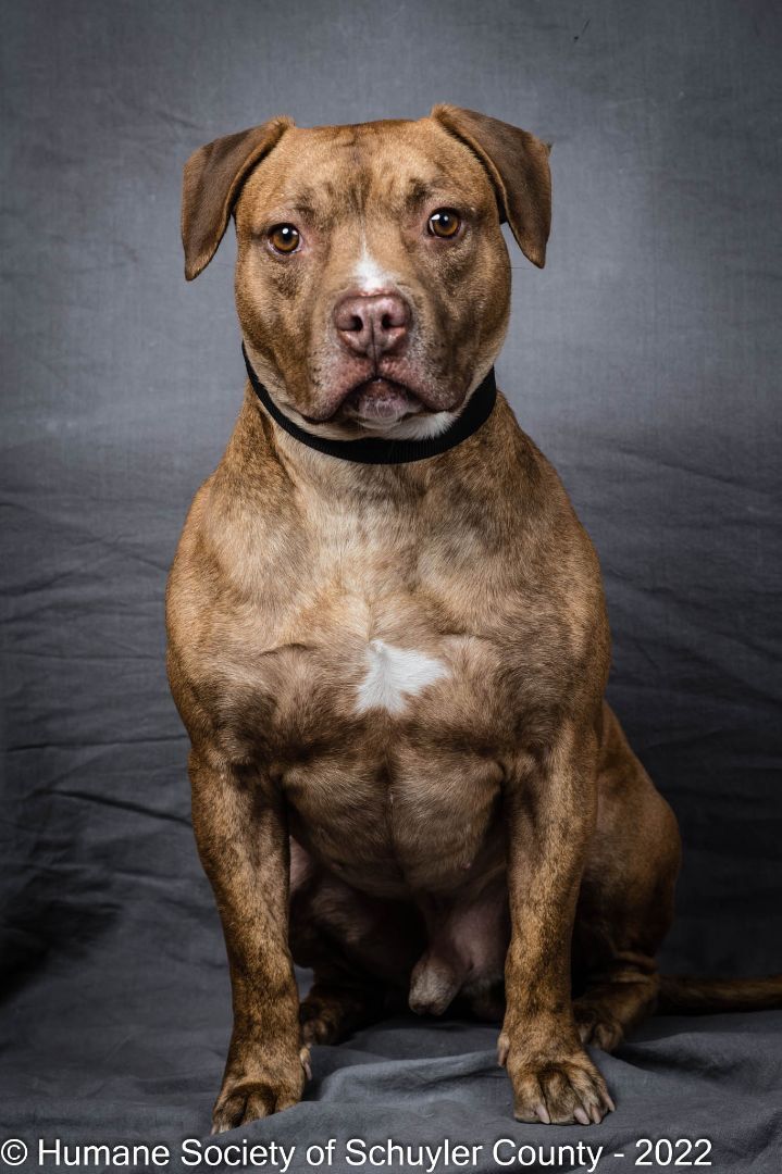 Butler James, an adopted American Staffordshire Terrier in Montour Falls, NY_image-2