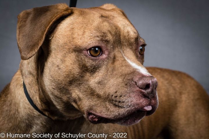 Butler James, an adopted American Staffordshire Terrier in Montour Falls, NY_image-1
