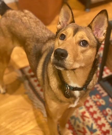 for adoption Scout - in New England Foster, a German Shepherd Dog & Shiba Inu Mix in Boston, MA Petfinder