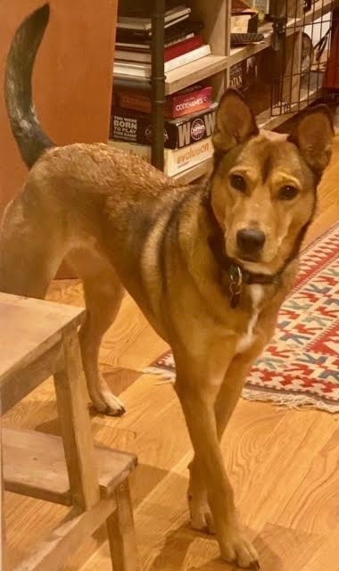 Regelmæssigt tyfon Uafhængighed Dog for adoption - Scout - in New England Foster, a German Shepherd Dog &  Shiba Inu Mix in Boston, MA | Petfinder