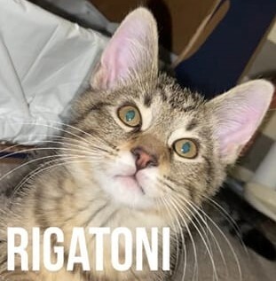 Rigatoni, an adoptable Domestic Short Hair Mix in Breinigsville, PA_image-5