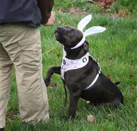 Maverick, an adoptable Pit Bull Terrier in Fairfax, VA, 22030 | Photo Image 1