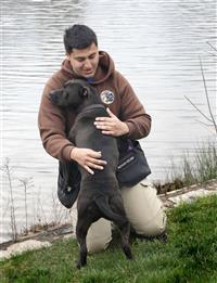 Maverick, an adoptable Pit Bull Terrier in Fairfax, VA, 22030 | Photo Image 2