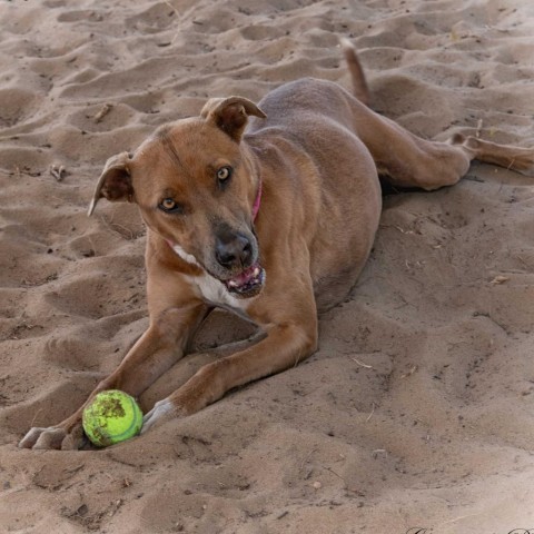 Phoebe, an adoptable Greyhound, Labrador Retriever in Leesburg, FL, 34788 | Photo Image 1