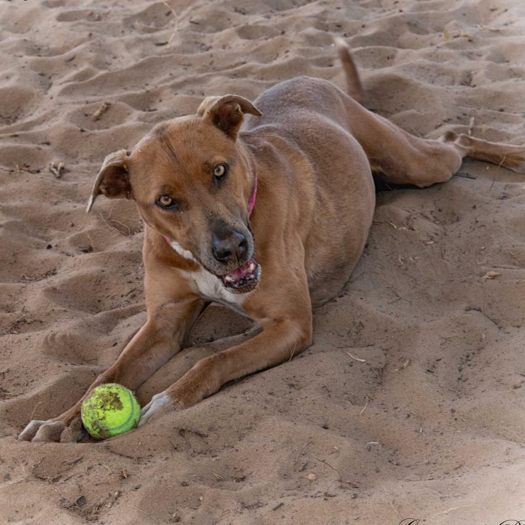 Phoebe, an adoptable Greyhound, Labrador Retriever in Leesburg, FL, 34788 | Photo Image 1