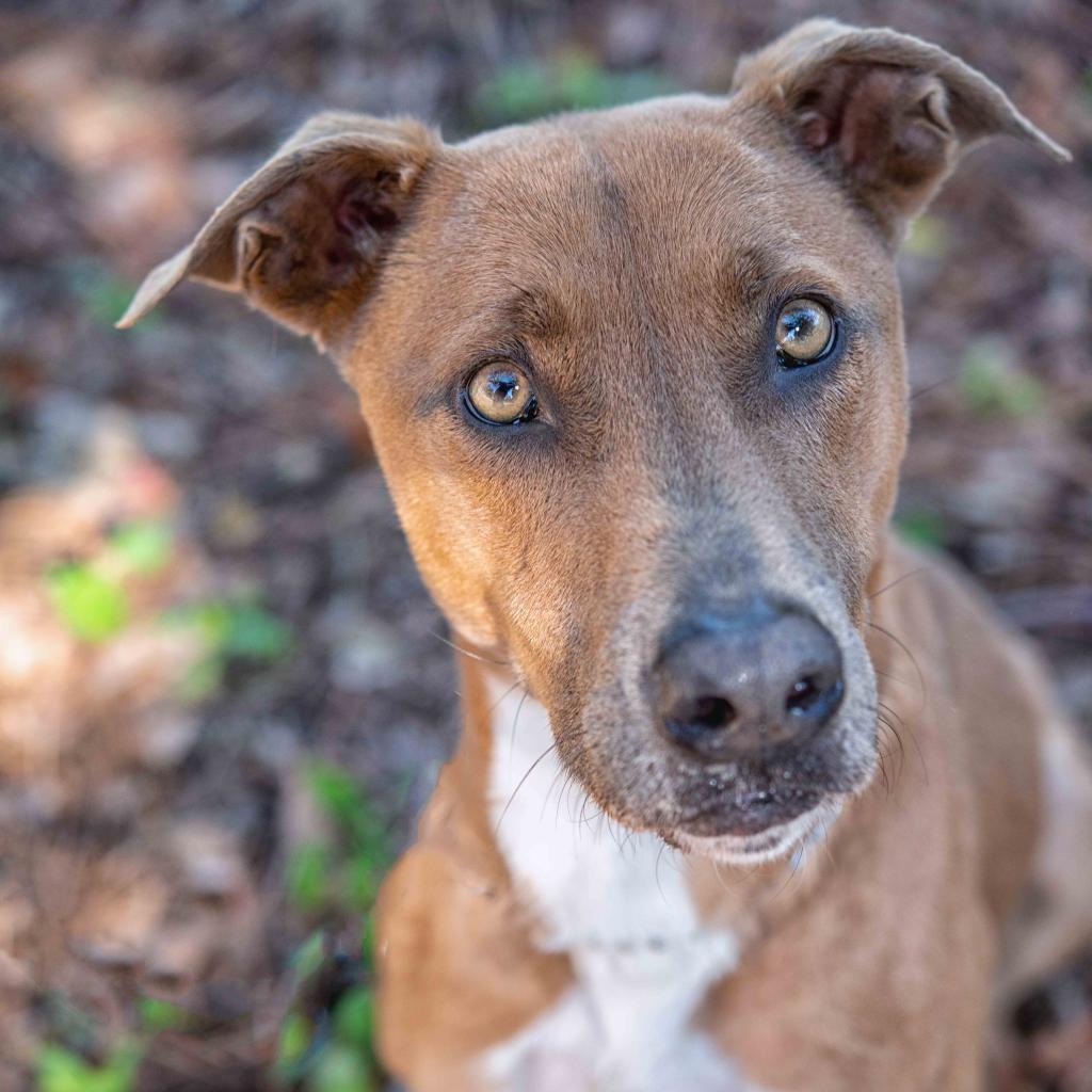 Phoebe, an adoptable Greyhound, Labrador Retriever in Leesburg, FL, 34788 | Photo Image 2