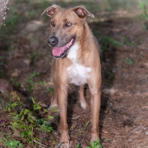 Phoebe, an adoptable Greyhound, Labrador Retriever in Leesburg, FL, 34788 | Photo Image 3