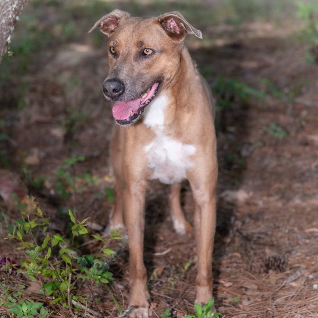 Phoebe, an adoptable Hound, Labrador Retriever in Leesburg, FL, 34788 | Photo Image 3