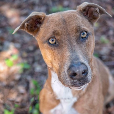 Phoebe, an adoptable Greyhound, Labrador Retriever in Leesburg, FL, 34788 | Photo Image 4