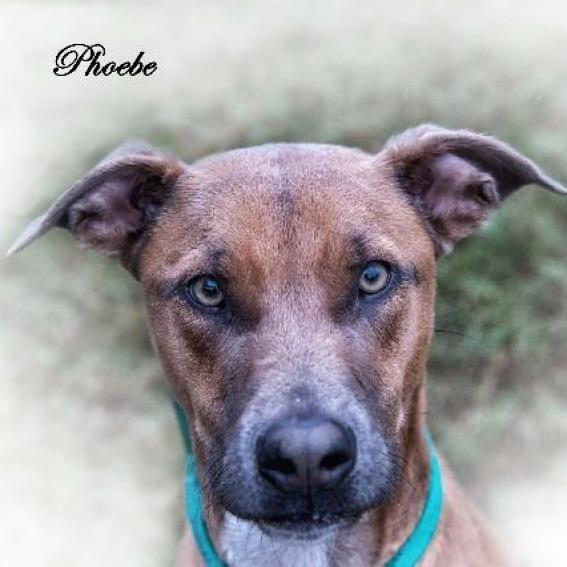 Phoebe, an adoptable Greyhound, Labrador Retriever in Leesburg, FL, 34788 | Photo Image 4