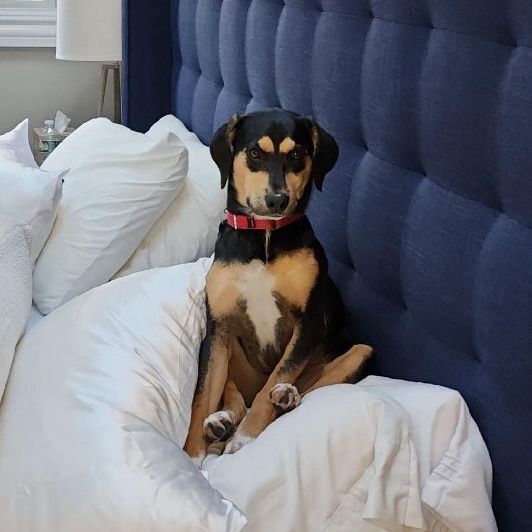 Greta, an adopted Labrador Retriever & Hound Mix in Berkeley Heights, NJ_image-5