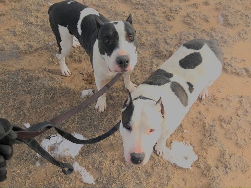 Chyna, an adoptable Bull Terrier in Yoder, CO, 80864 | Photo Image 1