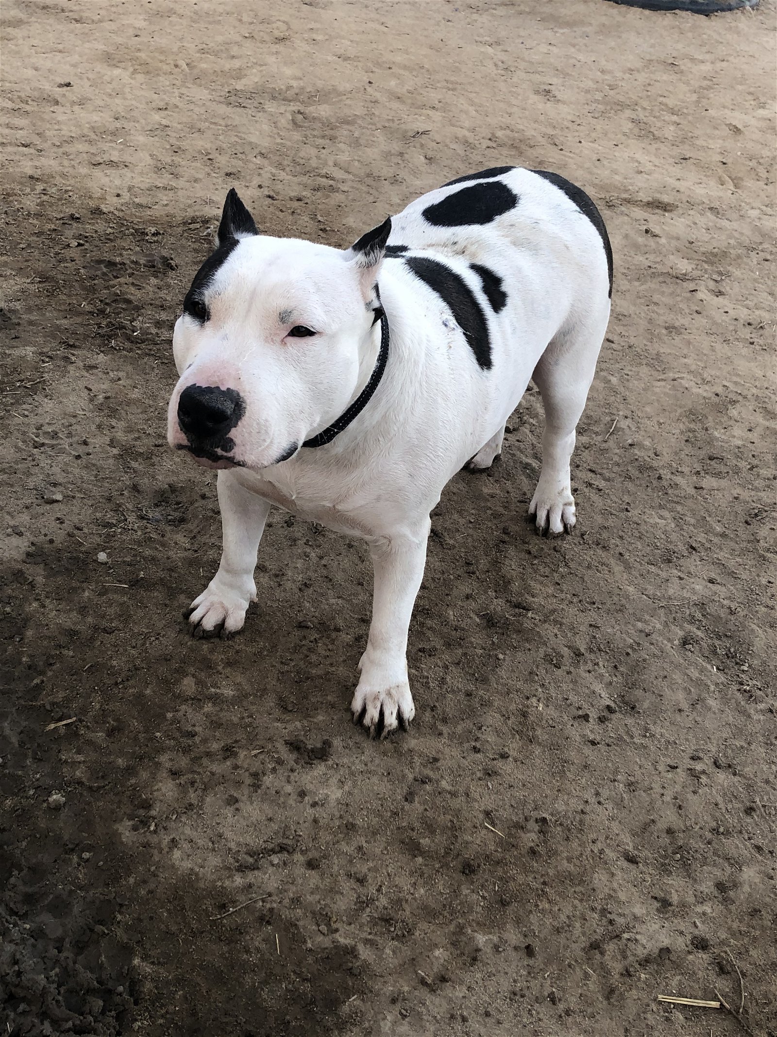 Chyna, an adoptable Bull Terrier in Yoder, CO, 80864 | Photo Image 2