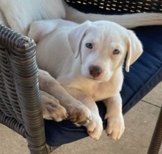 Baby Female Puppy Labrador Mix White Blue Eyes detail page