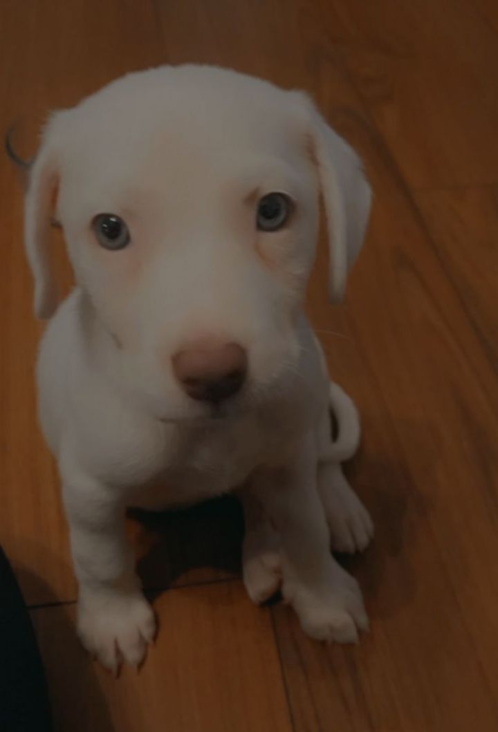 Baby " Female Puppy Labrador Mix White Blue Eyes " 2
