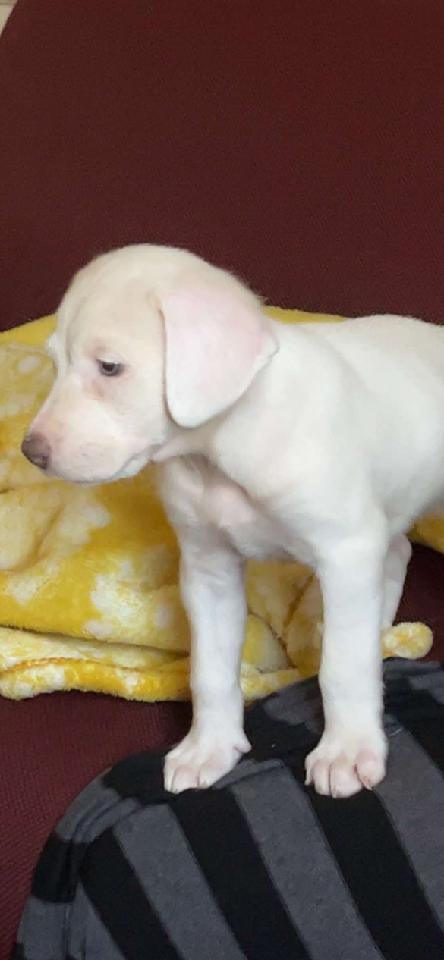Baby " Female Puppy Labrador Mix White Blue Eyes " 4