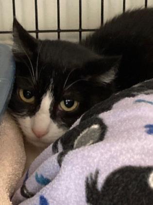 Jalapeno, an adoptable Domestic Short Hair in Denver, CO, 80204 | Photo Image 1