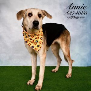 ANNIE