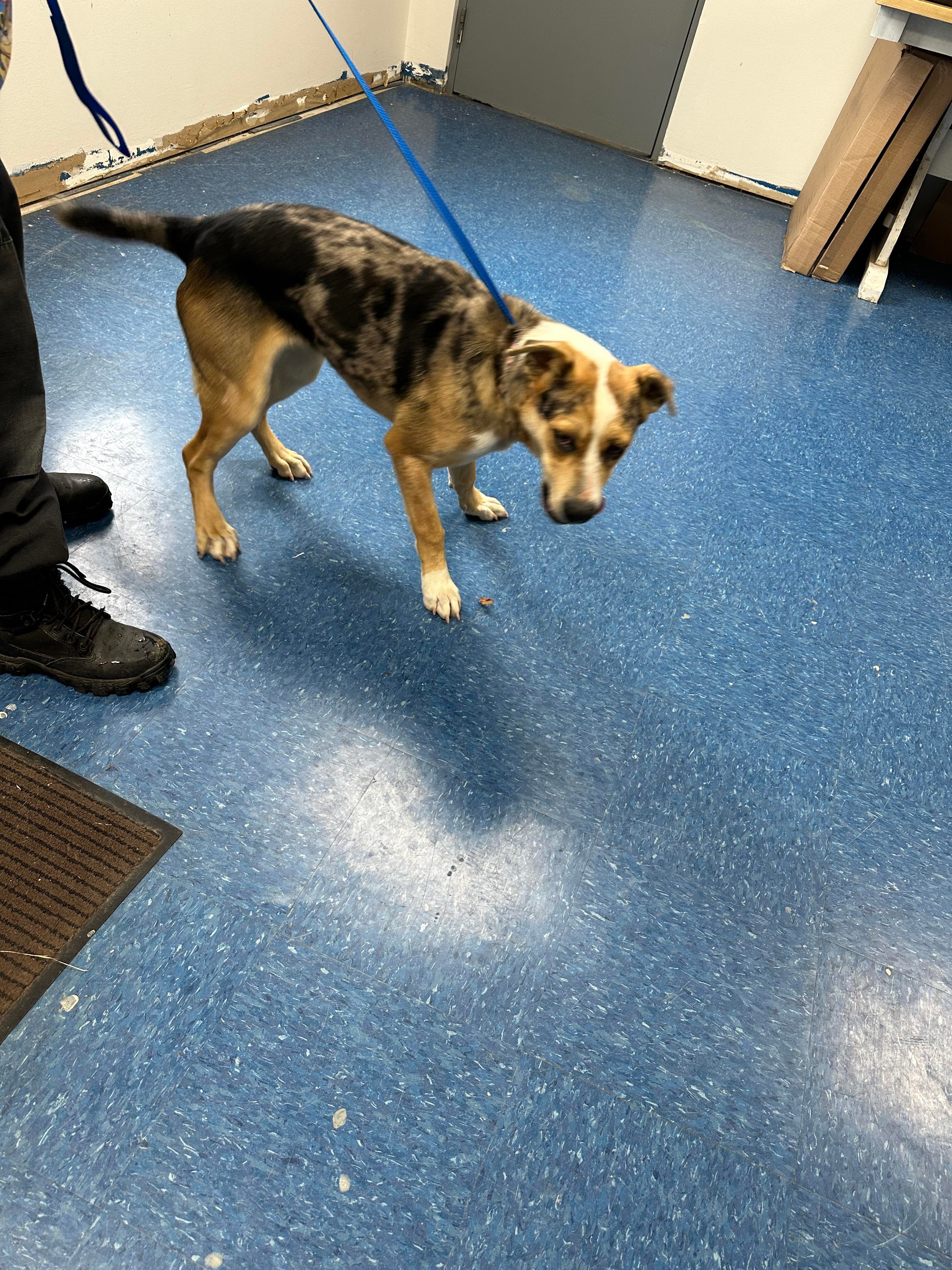 Kiwi, an adoptable Australian Shepherd, German Shepherd Dog in callao, VA, 22435 | Photo Image 1