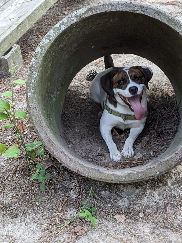 Dog for adoption - Zorro, a Hound & American Bulldog Mix in Clayton, NC |  Petfinder