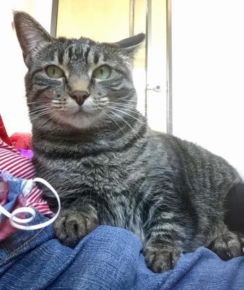 Dory, an adoptable Tabby in Denver, CO, 80204 | Photo Image 1