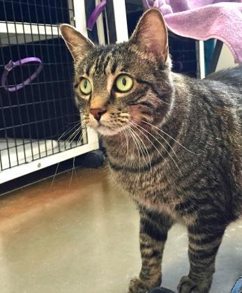 Dory, an adoptable Tabby in Denver, CO, 80204 | Photo Image 2