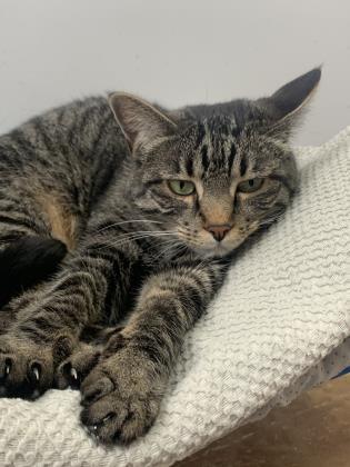 Dory, an adoptable Tabby in Denver, CO, 80204 | Photo Image 3