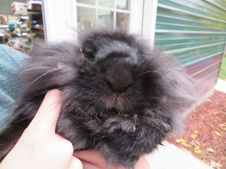 Cheerio, an adopted Lionhead in East Syracuse, NY_image-2