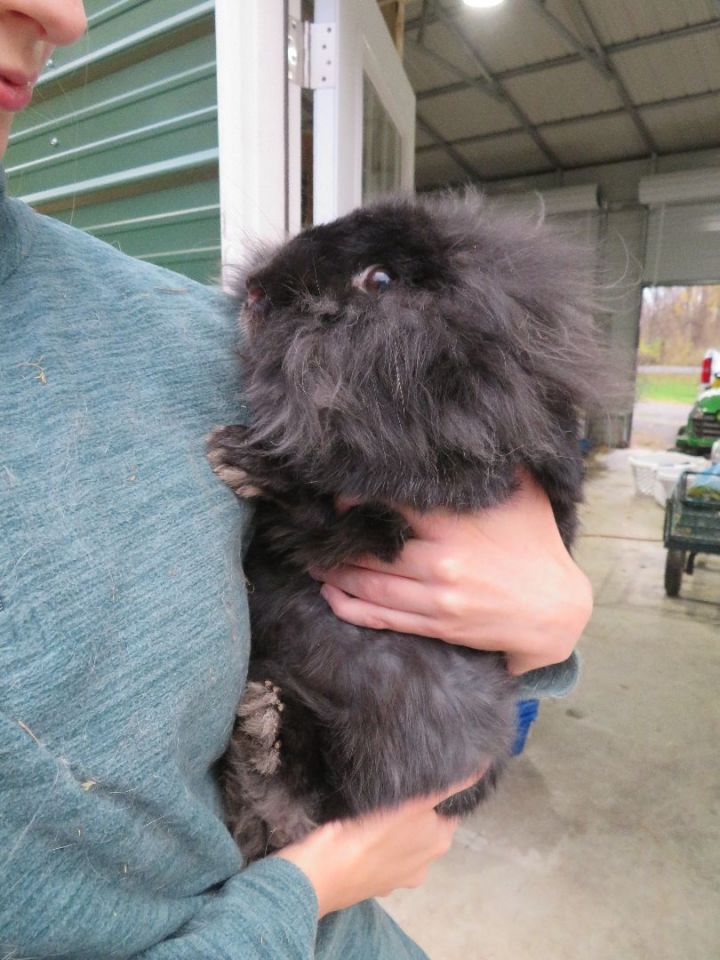 Cheerio, an adopted Lionhead in East Syracuse, NY_image-3