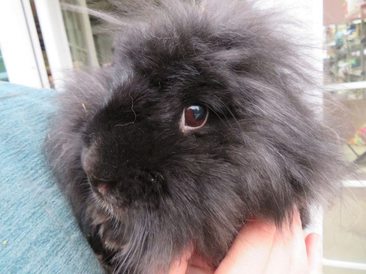 Cheerio, an adopted Lionhead in East Syracuse, NY_image-5