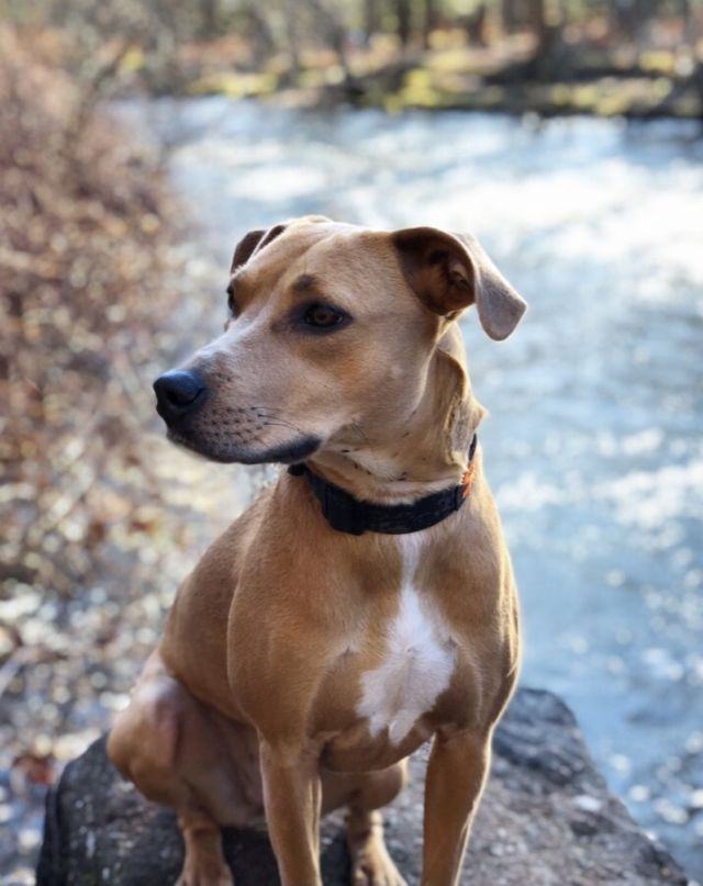 Sadie, an adoptable Weimaraner & Labrador Retriever Mix in New Britain, CT_image-6