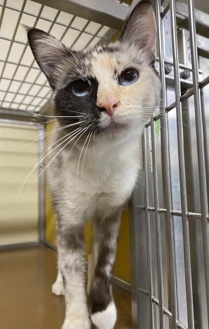 Marley, an adoptable Siamese & Domestic Short Hair Mix in Clarks Summit, PA_image-1