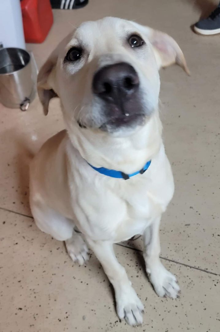 Buckley, an adoptable Labrador Retriever Mix in Wantagh, NY_image-2