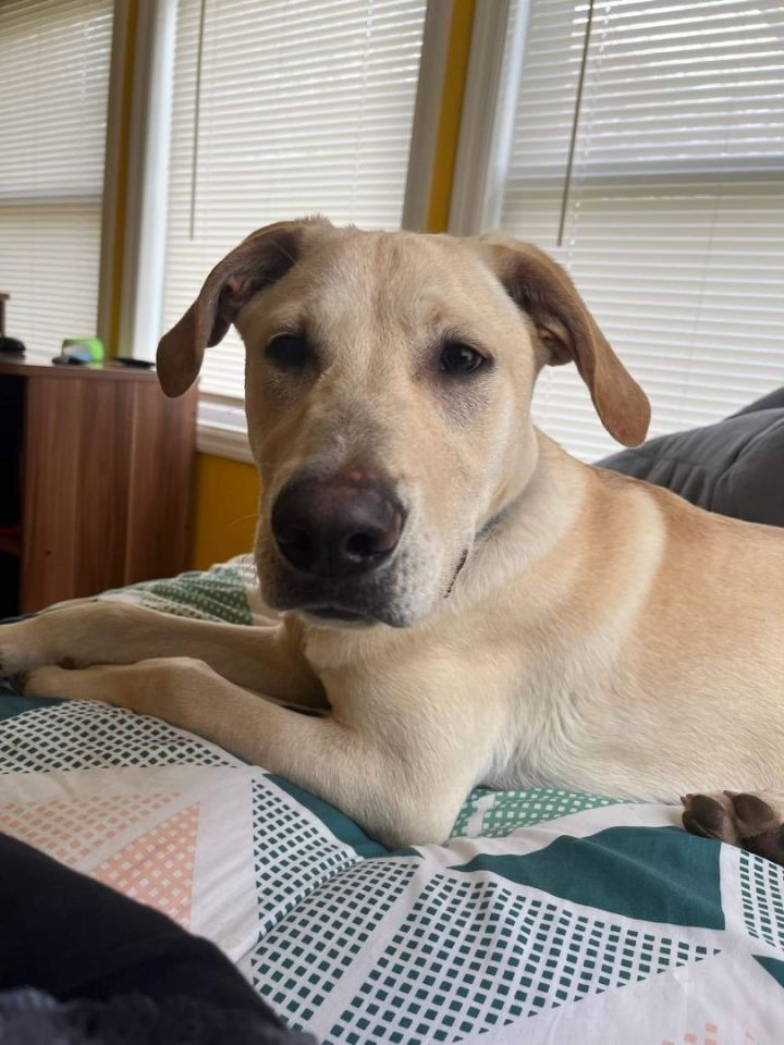 Buckley, an adoptable Labrador Retriever Mix in Wantagh, NY_image-1