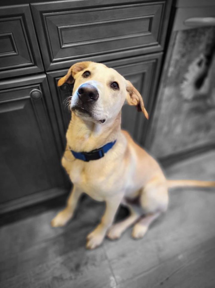 Buckley, an adoptable Labrador Retriever Mix in Wantagh, NY_image-5