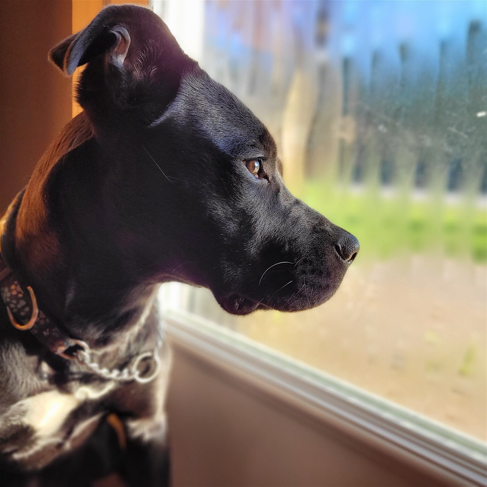 Gemma, an adoptable American Bulldog, Boxer in London, ON, N6H 5C4 | Photo Image 2