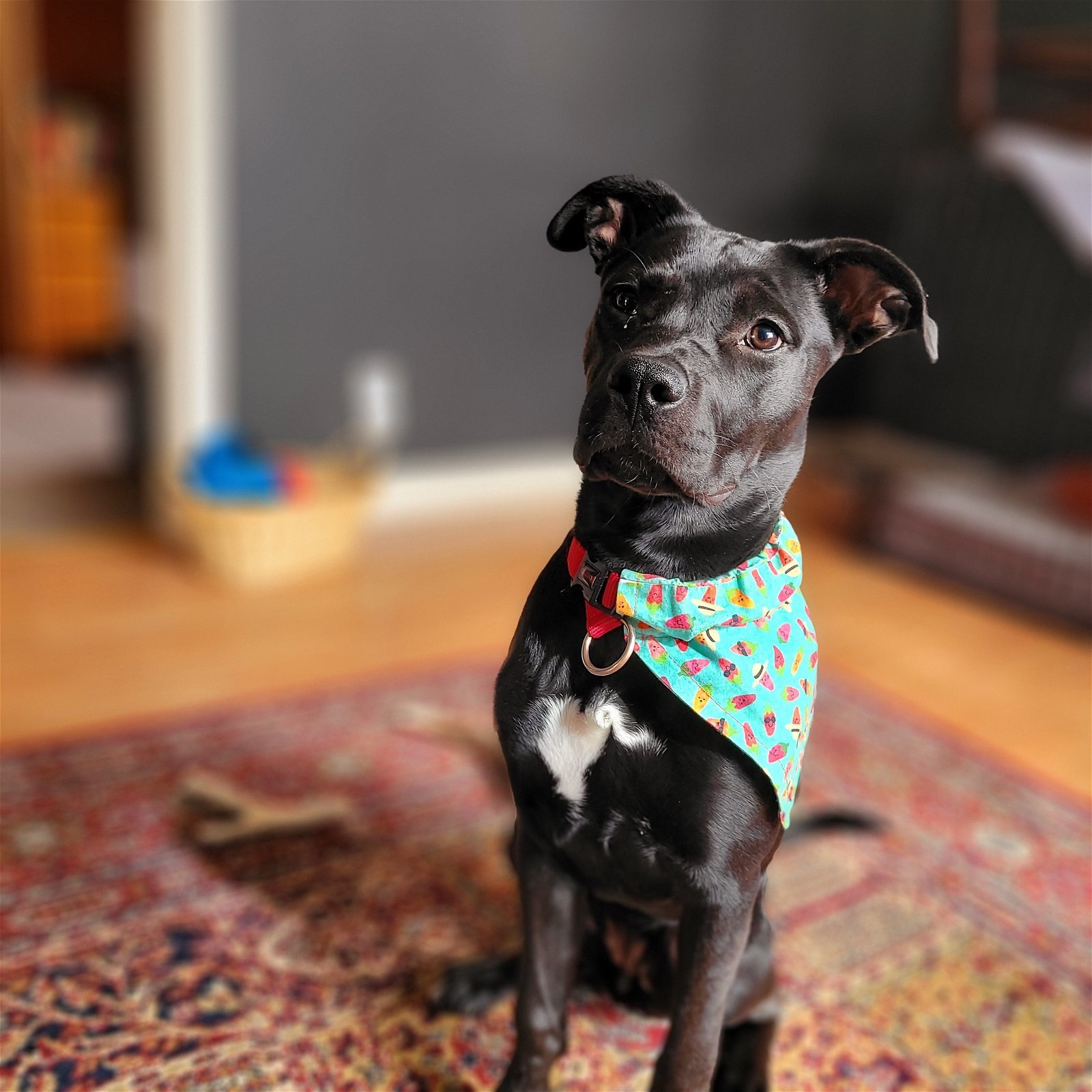 Gemma, an adoptable American Bulldog, Boxer in London, ON, N6H 5C4 | Photo Image 3