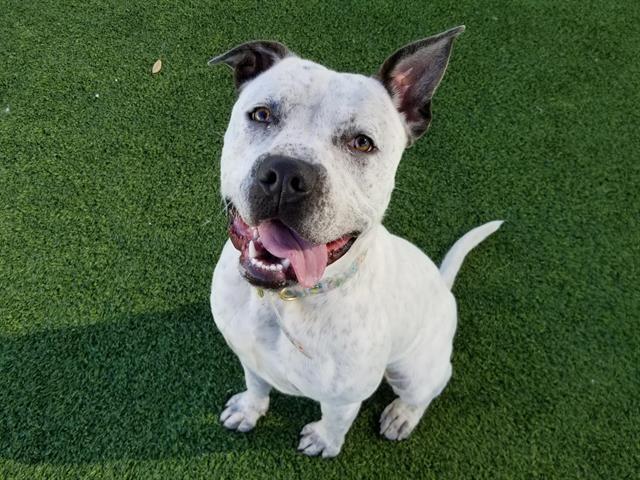 BRIAN, an adoptable Pit Bull Terrier in Camarillo, CA, 93010 | Photo Image 1