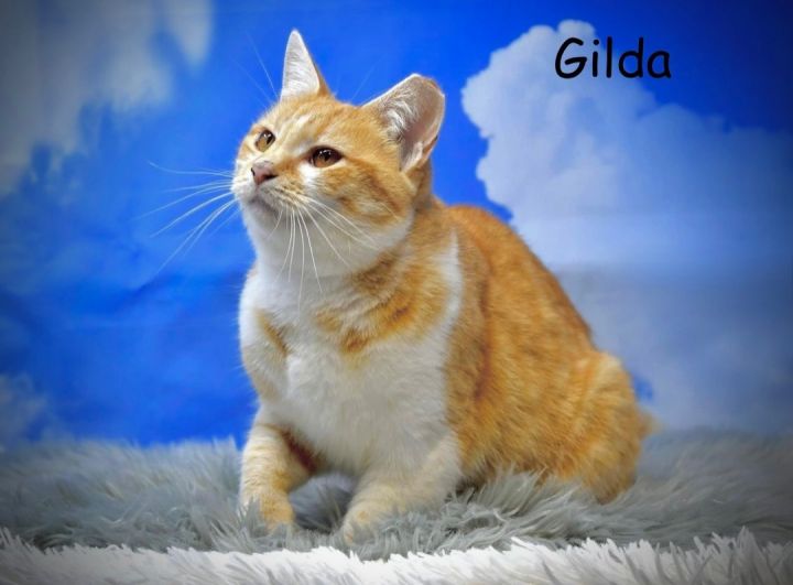 Gilda, an adoptable Domestic Short Hair in Sevierville, TN_image-1