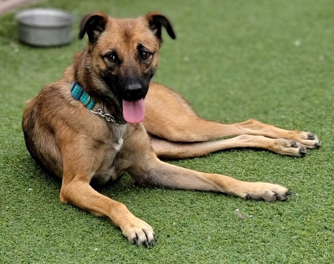 FOSTERS for Dog - Greater Toronto Area, an adoptable German Shepherd Dog in Mississauga, ON, L4W 2M9 | Photo Image 2