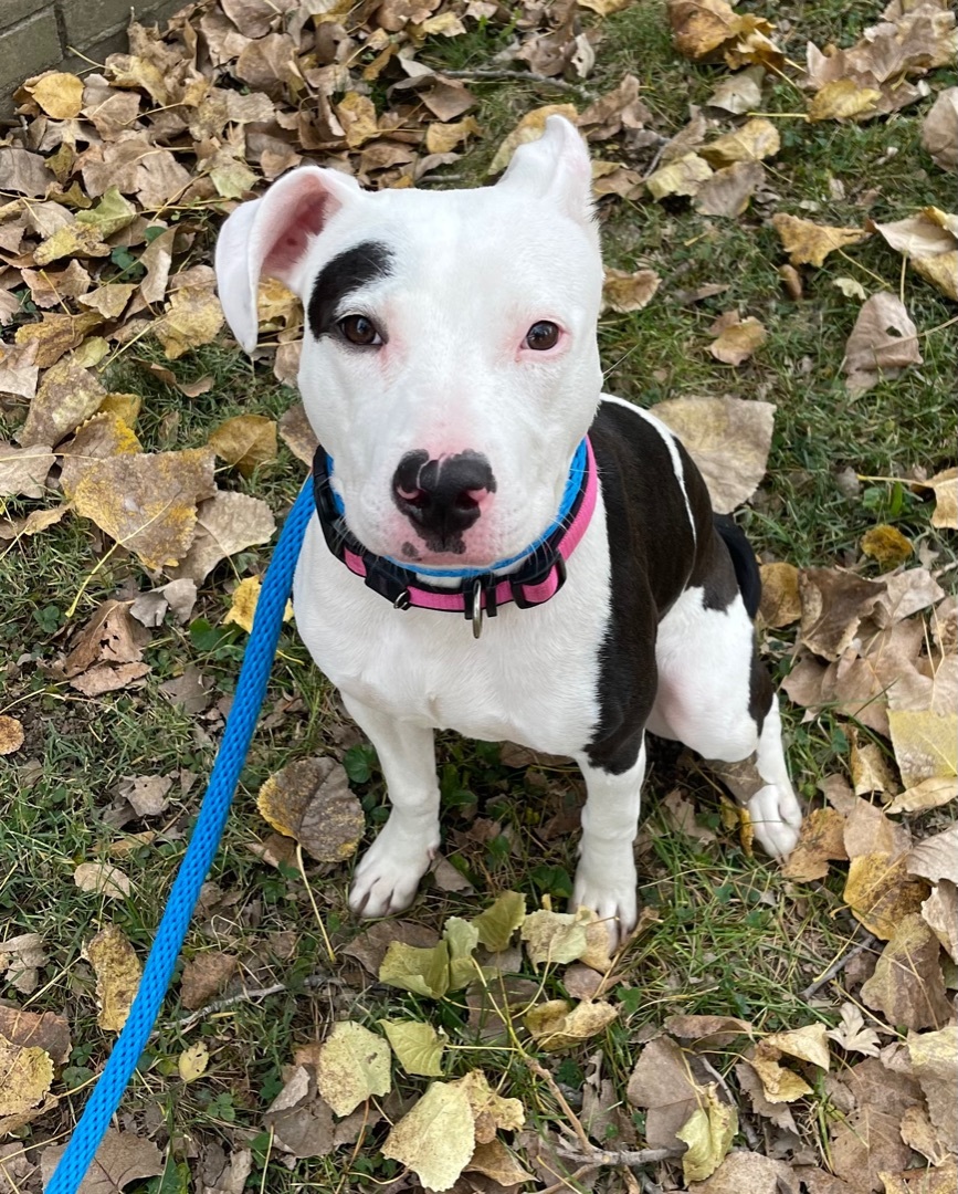 Dog for adoption - Maeby, an American Staffordshire Terrier Mix in ...